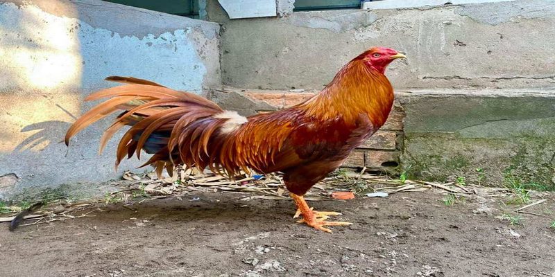 Giống gà nức tiếng Nam kỳ này thường có bộ lông mượt mà