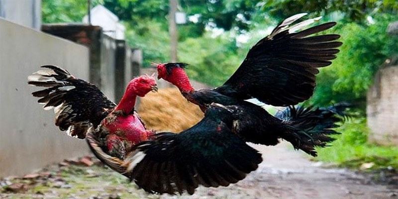 Đá gà chọi là địa điểm lý tưởng cho kê thủ thỏa đam mê riêng mình