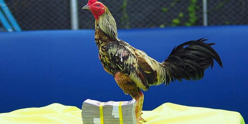 Đá gà chọi SV388 liên tục cập nhật giải đấu hấp dẫn khó cưỡng