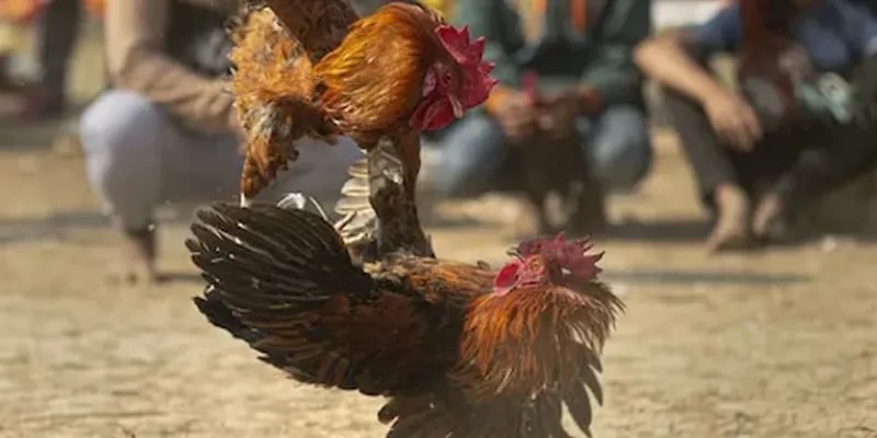 Sân chơi đá gà cựa dao phổ biến trên khắp thị trường giải trí