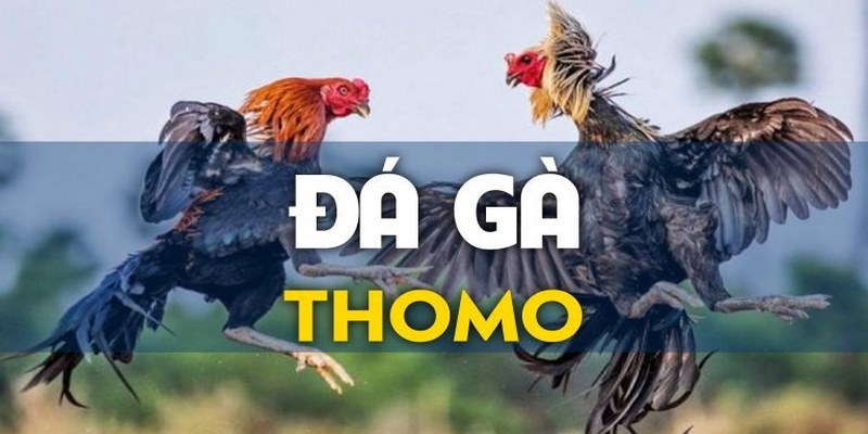 Đá gà Thomo trực tuyến là hình thức giải trí kết hợp thú vị