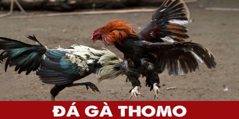 Đá gà Thomo trực tuyến diễn ra liên tục đáp ứng nhu cầu bet thủ