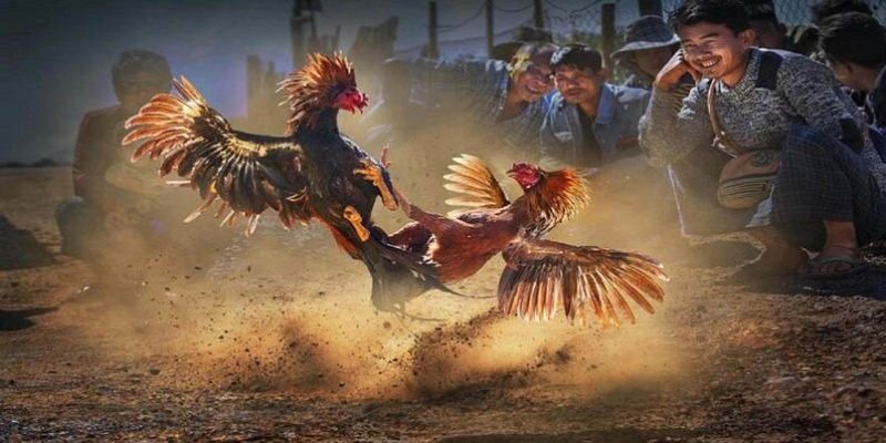 Trong mỗi hiệp hai cựa chiến được nghỉ 5 phút để lấy lại sức