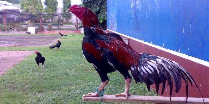 Chọn gà chọi đẹp qua đôi chân là tiêu chí quan trọng hàng đầu