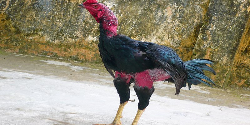 Gà chọi cánh tiên sở hữu những đặc điểm ngoại hình độc lạ
