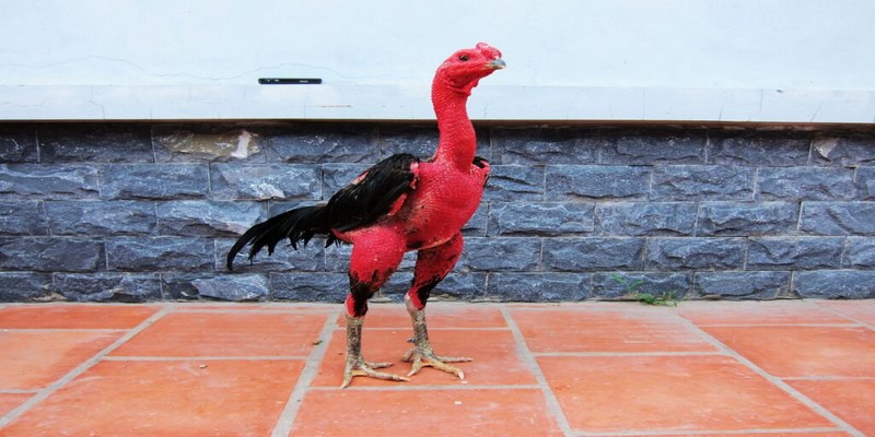 Gà đòn Bình Định là một trong những giống gà chọi đẹp hiện nay