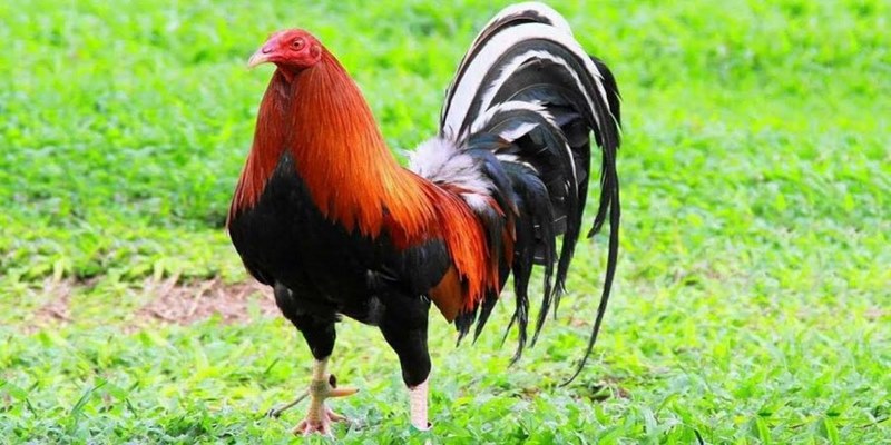 Anh em cần căn cứ vào nhiều yếu tố từ hình dáng đến thể trạng