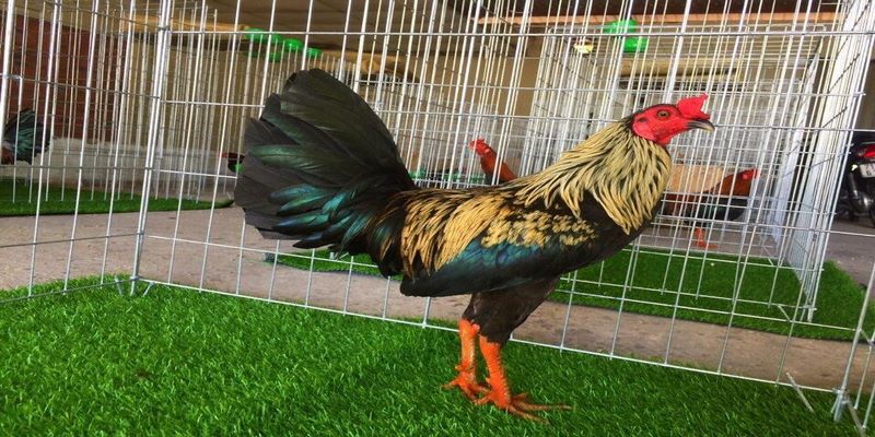 Gà chọi Mỹ Hatch có ngoại hình đẹp với bản đuôi to
