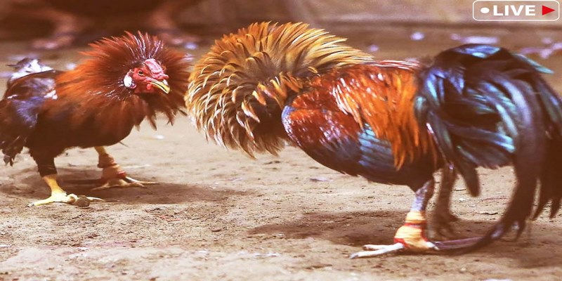 Giao dịch cược gà luôn an toàn đáp ứng theo nhu cầu kê thủ