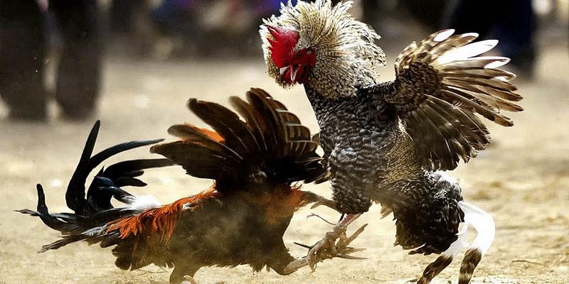Tham gia game đá gà trực tiếp giúp bạn thỏa đam mê mỗi ngày
