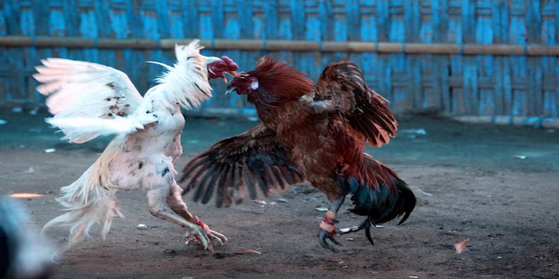 Gà chọi cần có khả năng phản ứng nhanh chóng đối với các đòn tấn công